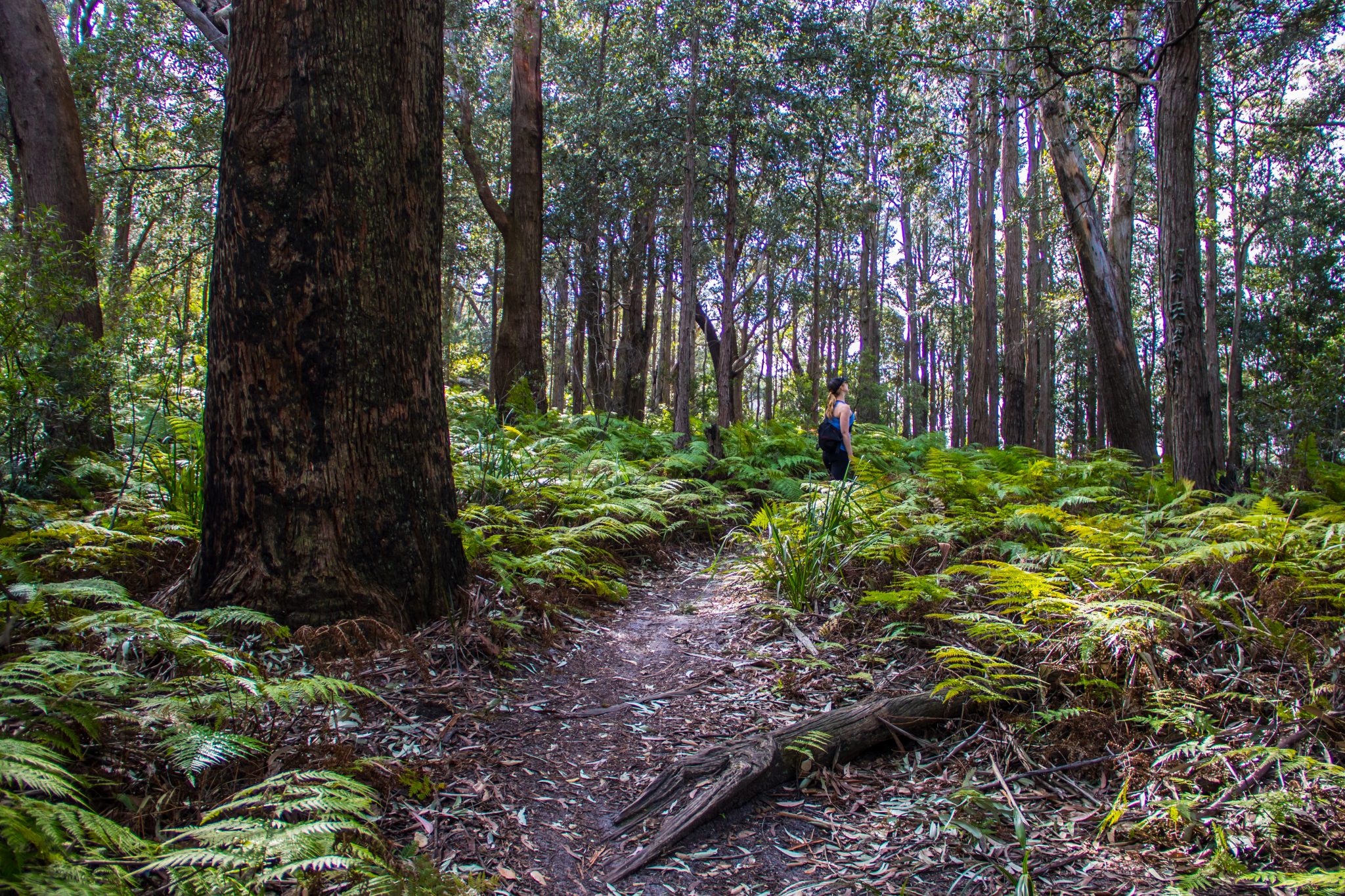 Bush Walking & Trails Destination Wollongong